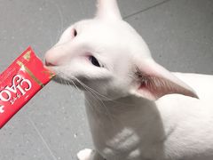 -飞行喵MR PILOT|猫舍·猫咖(静安大融城店)