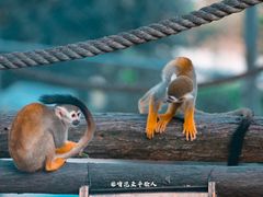 -安徽大青山野生动物世界