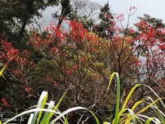 -广州市石门国家森林公园
