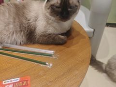 -藏猫猫咖啡主题馆(中央大道店)