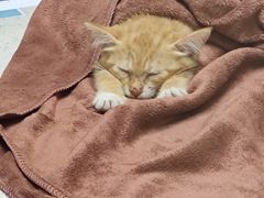 -瑞鹏宠物医院·骨科·猫科·内科(第一中心)