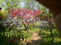 -南汇桃花村