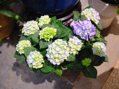 -双季花艺园艺市场(浦东店)