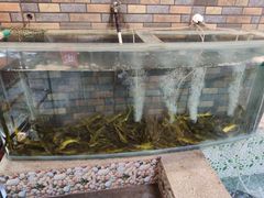 -荣德灶台鱼(圣泉寺店)