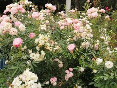 -人民公园(罗湖区)