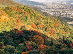 -神户市立六甲山牧场
