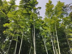 -同里国家湿地公园