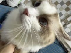 -千城康桥宠物医院CT影像·骨科·心脏专科中心(厚街分院)