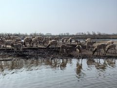 -宁波杭州湾国家湿地公园