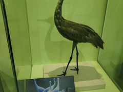 -盐城丹顶鹤湿地生态旅游区