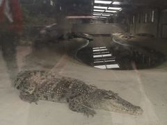 -泉州海丝野生动物世界