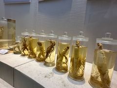 -广东中医药博物馆