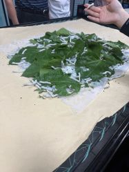 -太湖雪蚕桑文化园