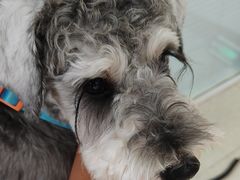 -瑞派福兴宠物医院犬猫全科·骨科·中西医结合(河东店)