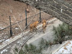 -大连森林动物园