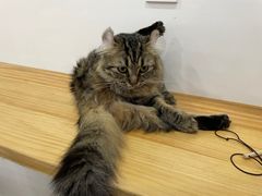 -李小姐の猫咖啡馆(五角场店)
