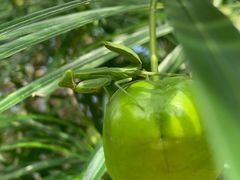 -广西壮族自治区药用植物园