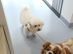 -宠物星动物医院·眼科·异宠·猫科(江南大道总院)