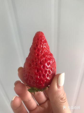 以前去的最多的是塔晟草莓园，从年前到年后，一共去了三