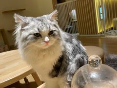 -猫腻·猫咖·撸猫馆(星光大道店)