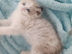 -麒麟缅因猫舍·十五年缅因猫选购中心