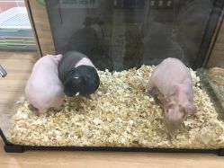 -Moni星球萌宠·小马宝莉·灵蛇·高端高阶全萌宠互动体验俱乐部(红豆国际广场店)