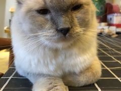 -万小咖.猫咖(中山路天虹店)