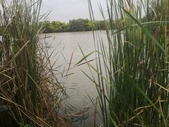 -大湾区中央湿地公园