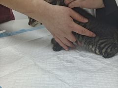 -宠颐生汉谟拉比宠物医院