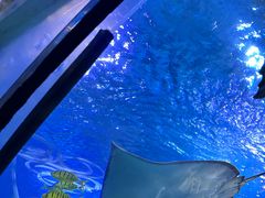 -太平洋海底世界