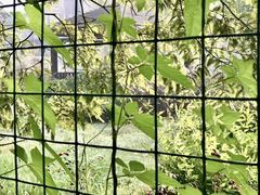 -金岛生态园烧烤露营地