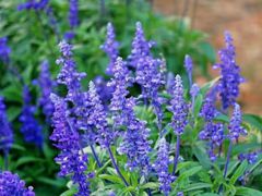 -松山湖梦幻百花洲