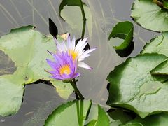 -云溪植物园