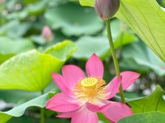 -广州莲花山旅游区