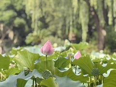-陈家山荷花公园