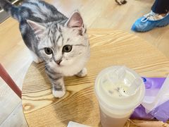-猫咪派对(江南西店)