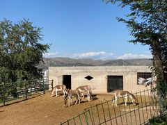 -青藏高原野生动物园