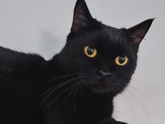 -李小姐の猫咖啡馆(五角场店)