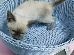 -纳吉亚猫专科动物医院博雅分院