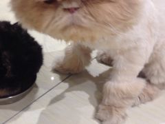 -小时光咖啡馆(开森度假森林店)