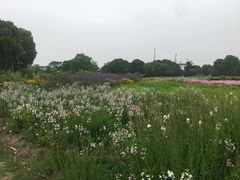 -九里河湿地公园
