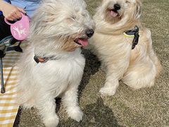 -春花秋色城市公园