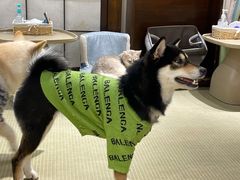 -逗柴咖啡屋·狗咖猫咖宠物桌游