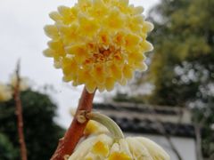 -无锡梅园公园