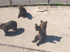 -大连森林动物园