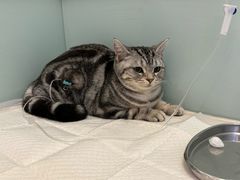 -纳吉亚猫专科动物医院博雅分院