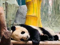 -广州长隆野生动物世界