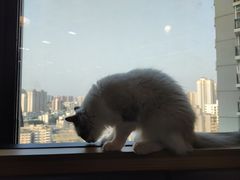 -喵园·猫主题咖啡厅·撸猫·猫咖(国贸店)