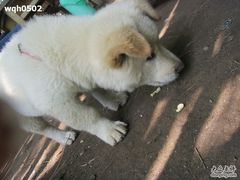 狗儿-崇州市街子古镇