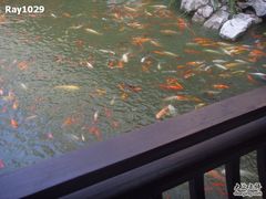 鲤鱼池~-苏苑饭店-中餐厅(长桥地区店)